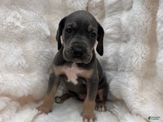 Great Dane dogs Smarty - Ad 1