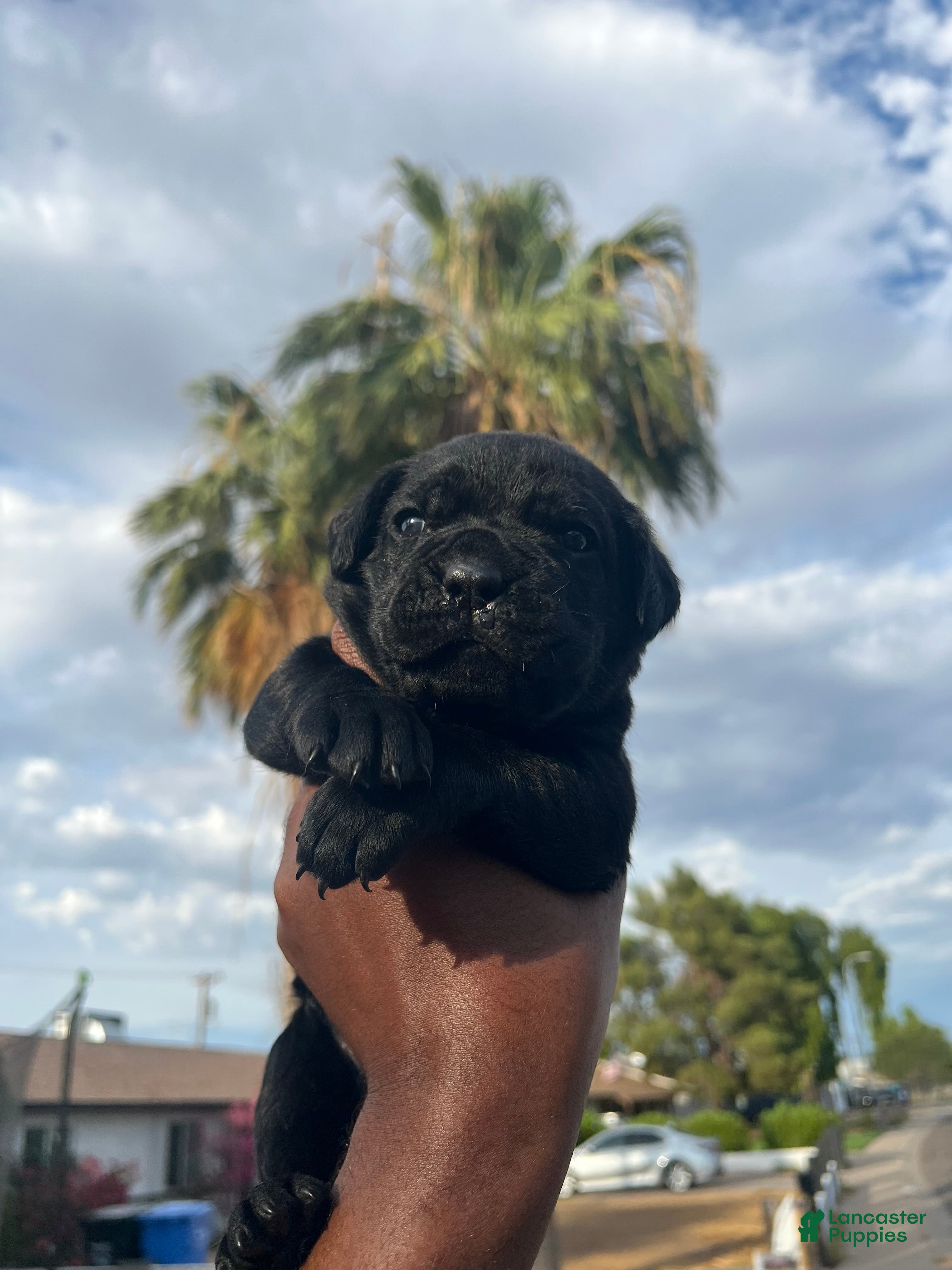 Cane Corso dogs panthera  - Ad 2