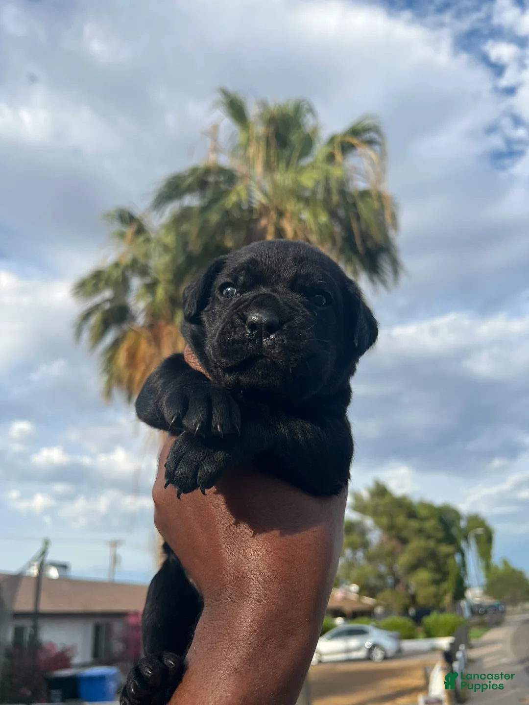 Cane Corso dogs for sale: panthera  - Ad 1