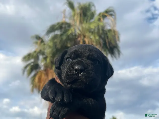 Cane Corso dogs for sale: panthera - Ad 2