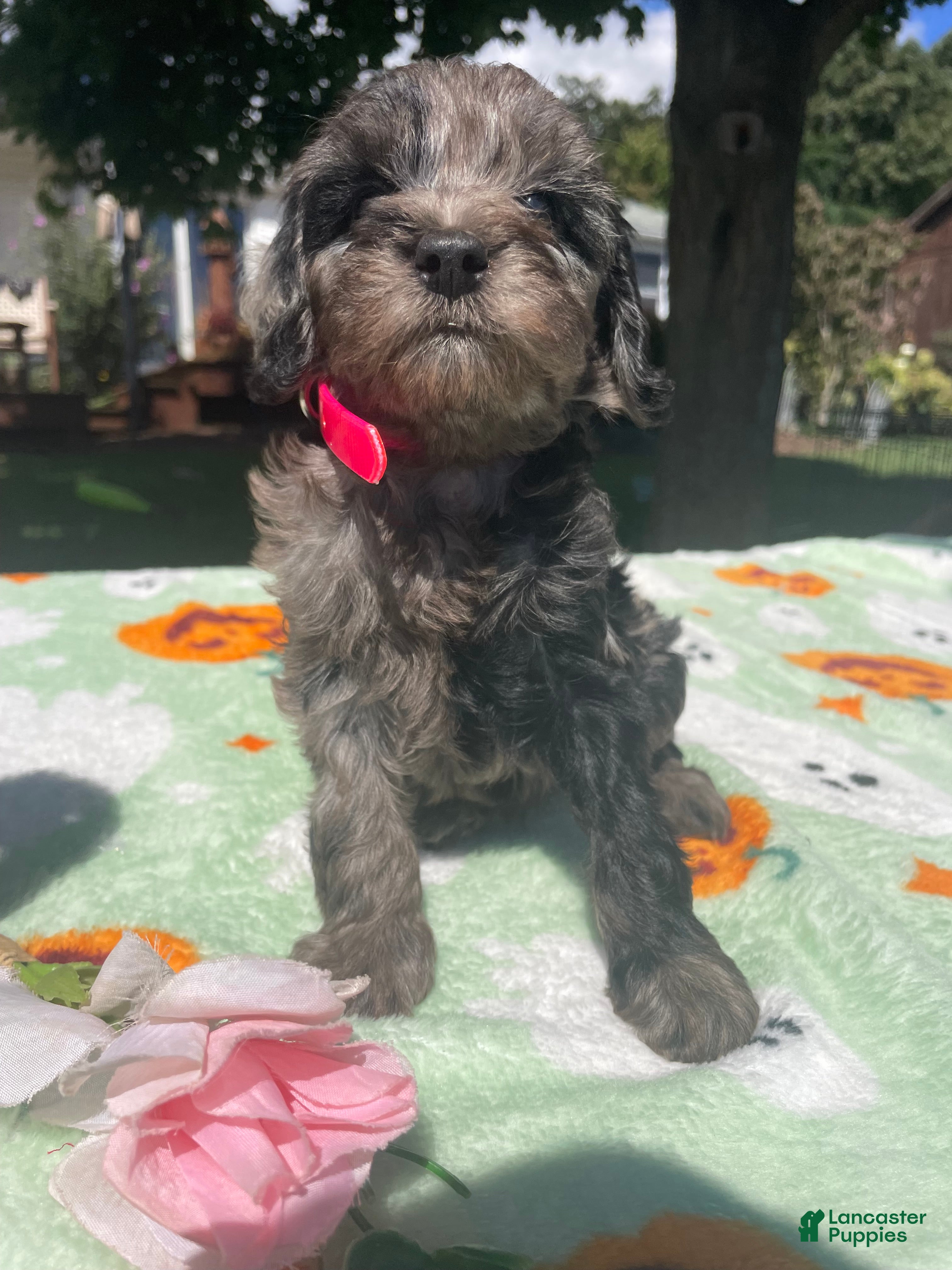 Cavapoo dogs Lulu - Ad 2