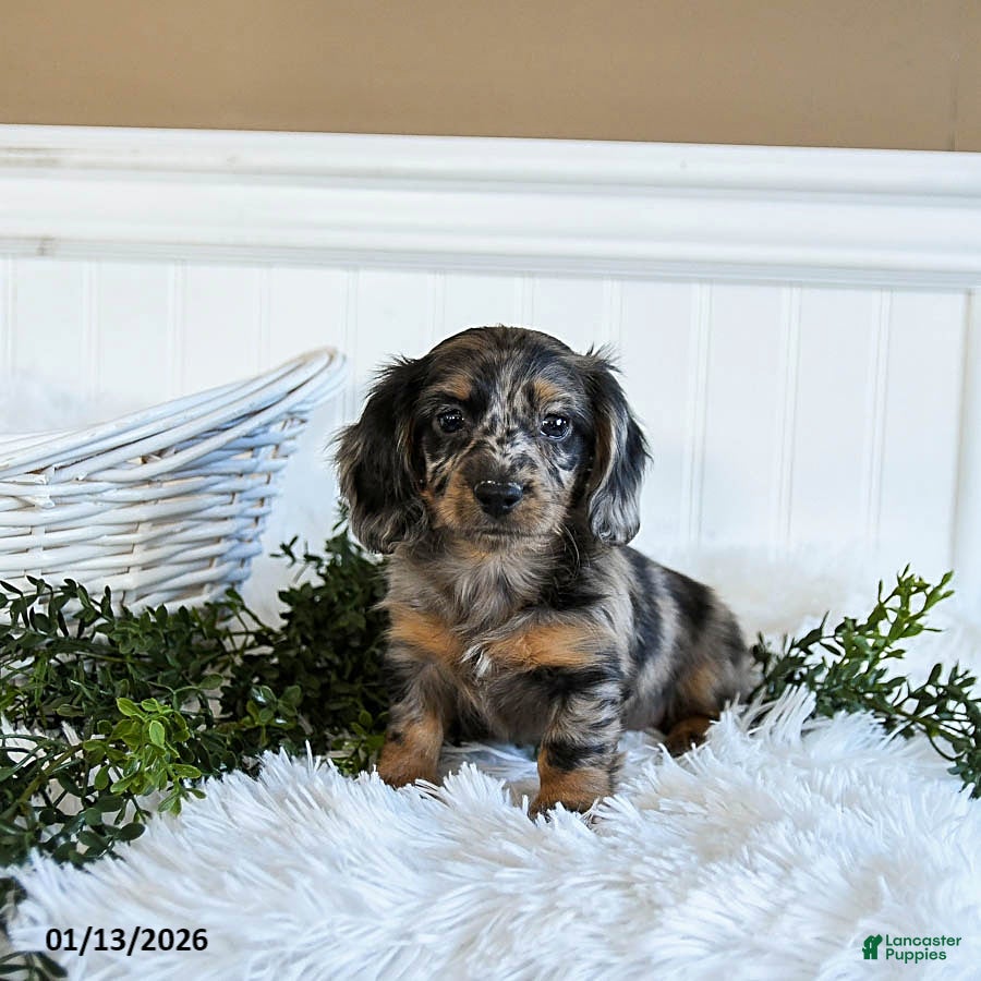 Miniature Dachshund dogs Muffin - Ad 20