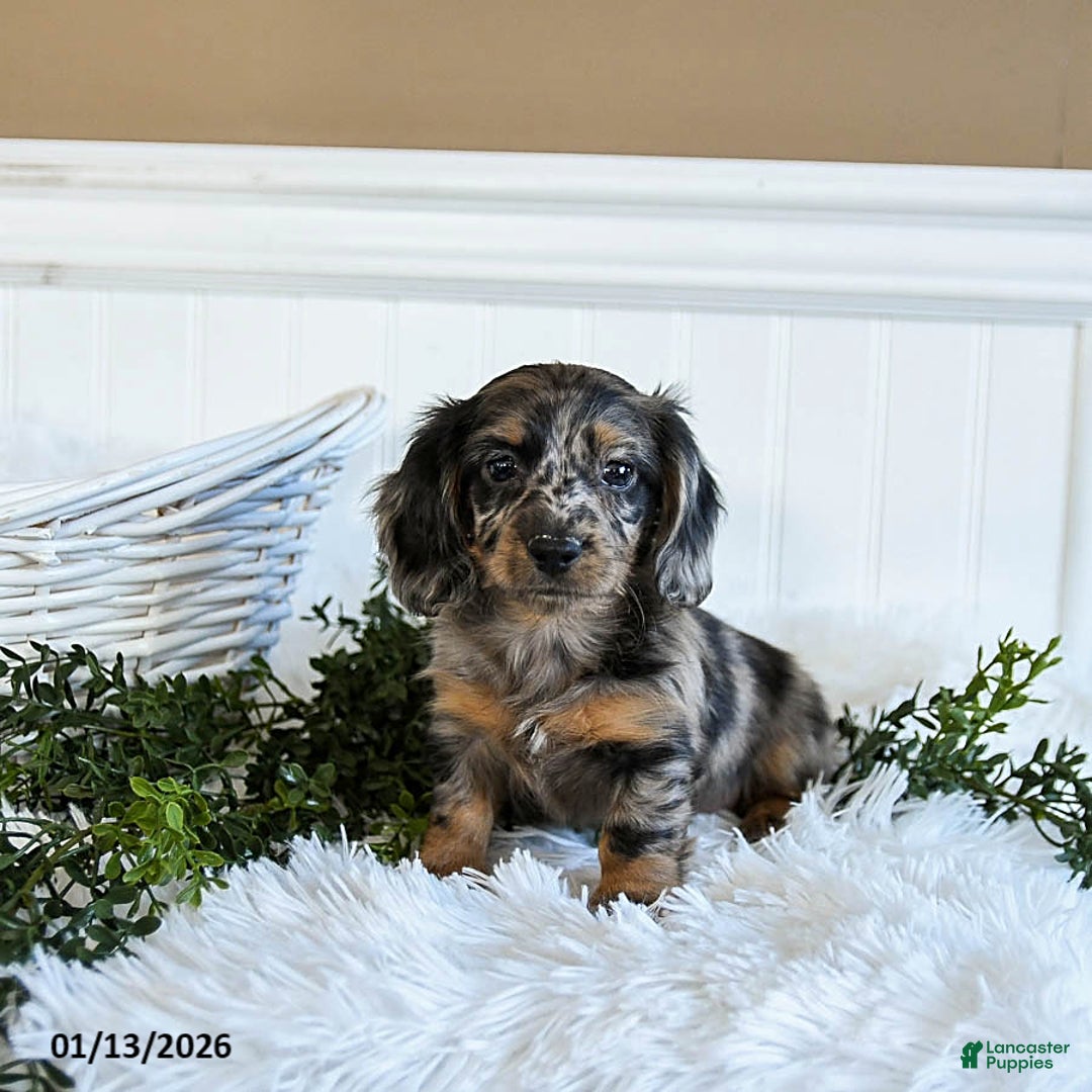 Miniature Dachshund dogs for sale: Muffin - Ad 1
