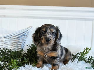 Miniature Dachshund dogs Muffin - Ad 20