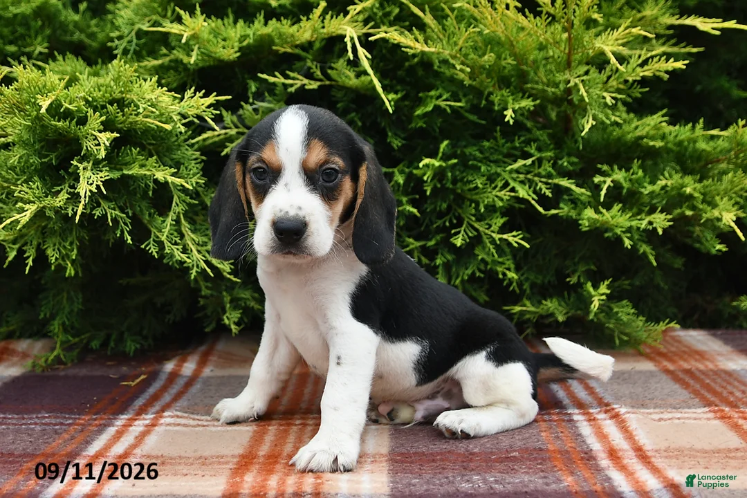 Beagle dogs for sale: Blitz - Ad 2