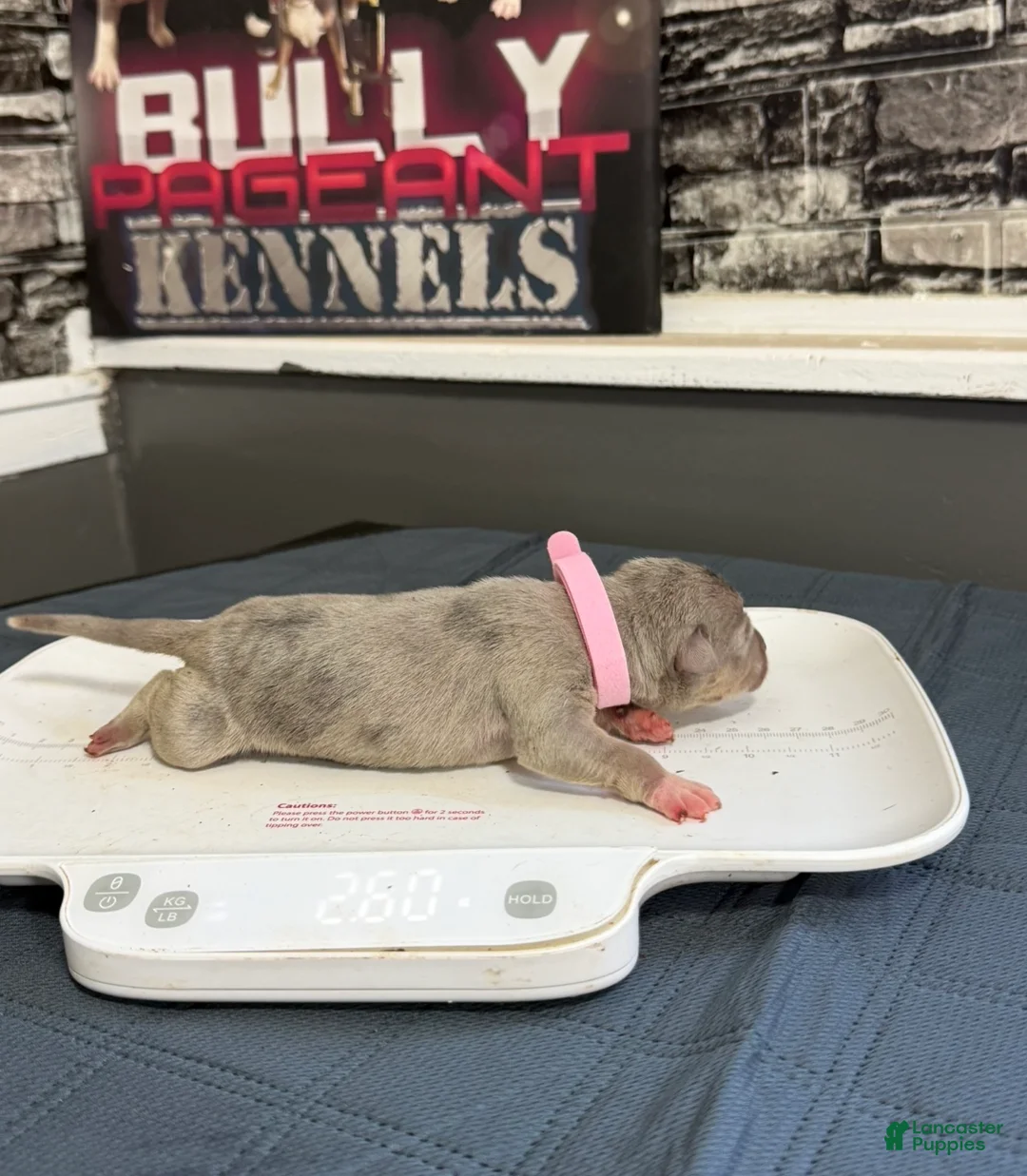 American Bully dogs for sale: Blossom - Ad 2