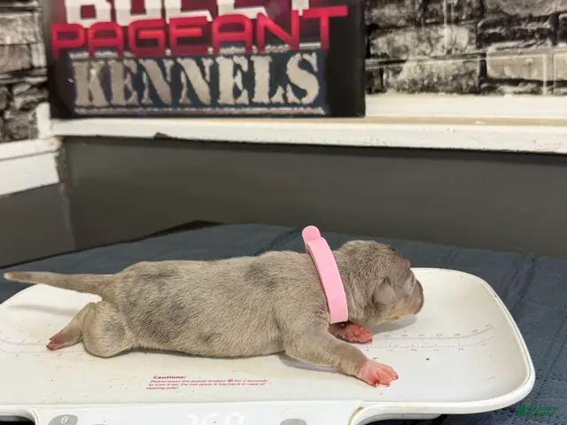 American Bully dogs for sale: Blossom - Ad 2