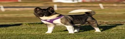 Akita dogs for sale: Fletcher Akita Puppy  - Ad 7