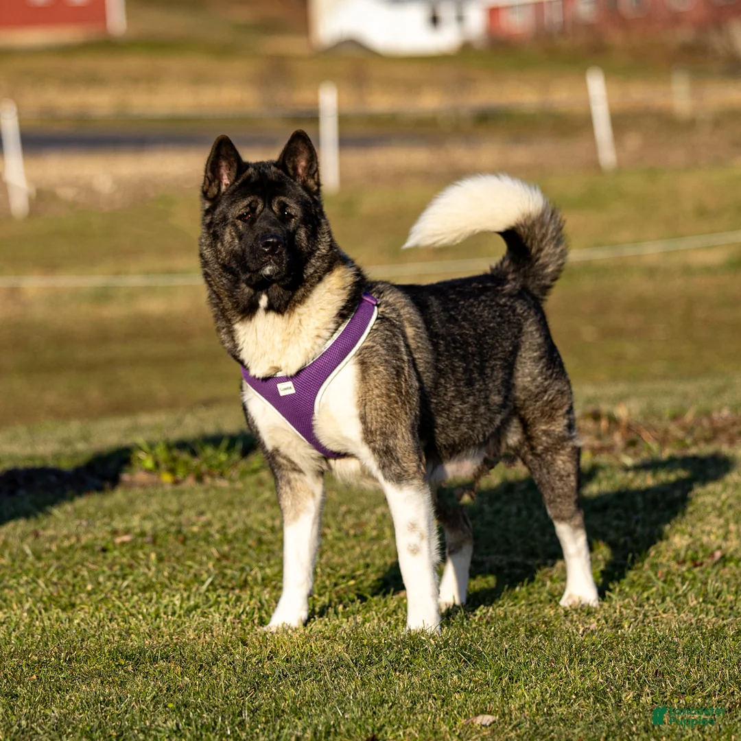 Akita dogs for sale: Fletcher Akita Puppy  - Ad 7