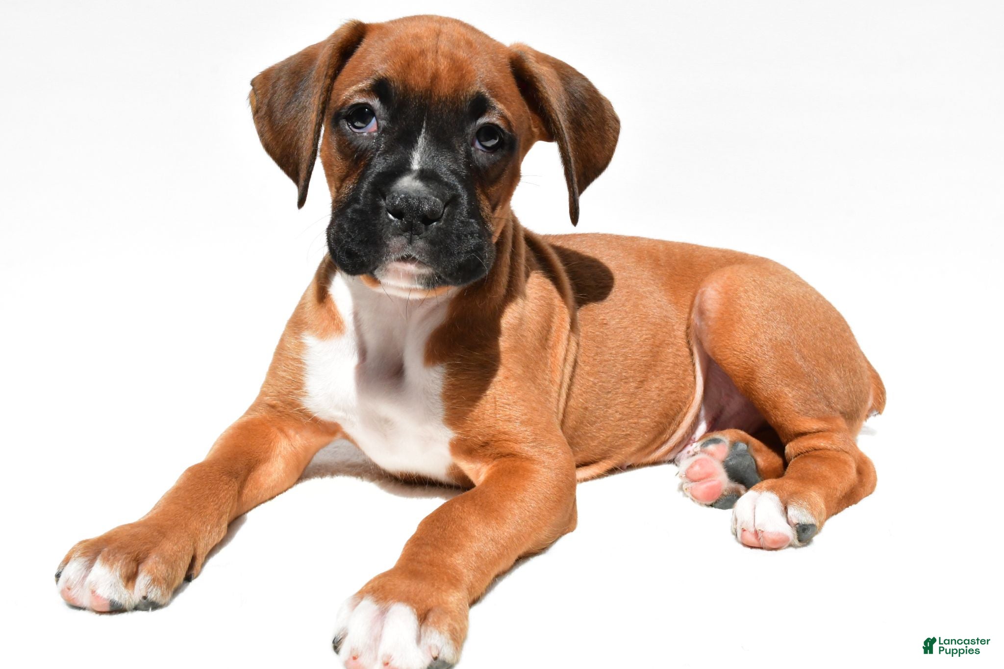 Boxer dogs Sam - Ad 1