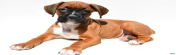 Boxer dogs for sale: Sam - Ad 1