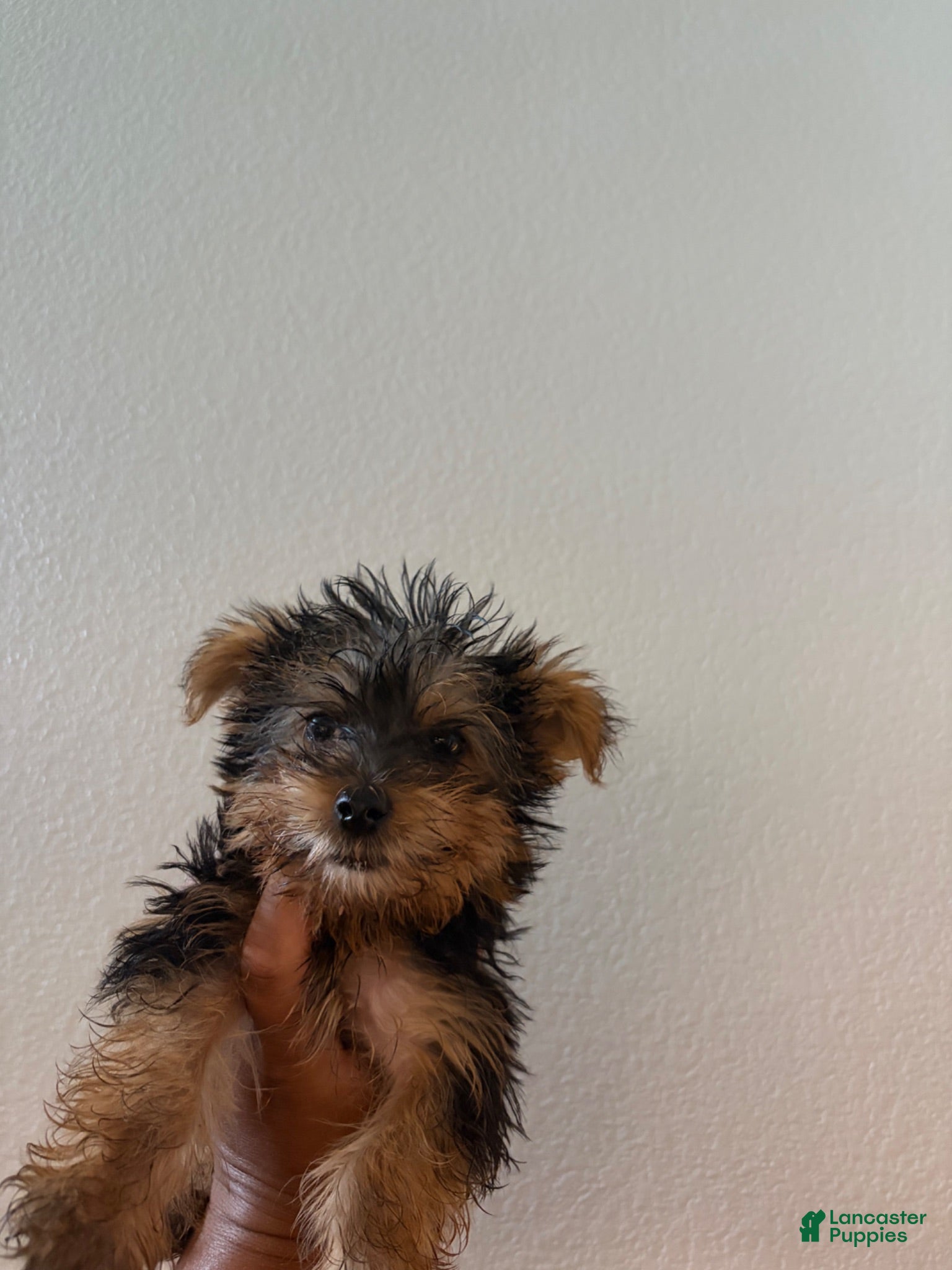 Yorkshire Terrier dogs Kelo Jr - Ad 22