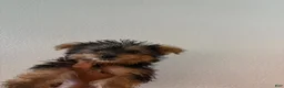 Yorkshire Terrier dogs for sale: Kelo Jr - Ad 1