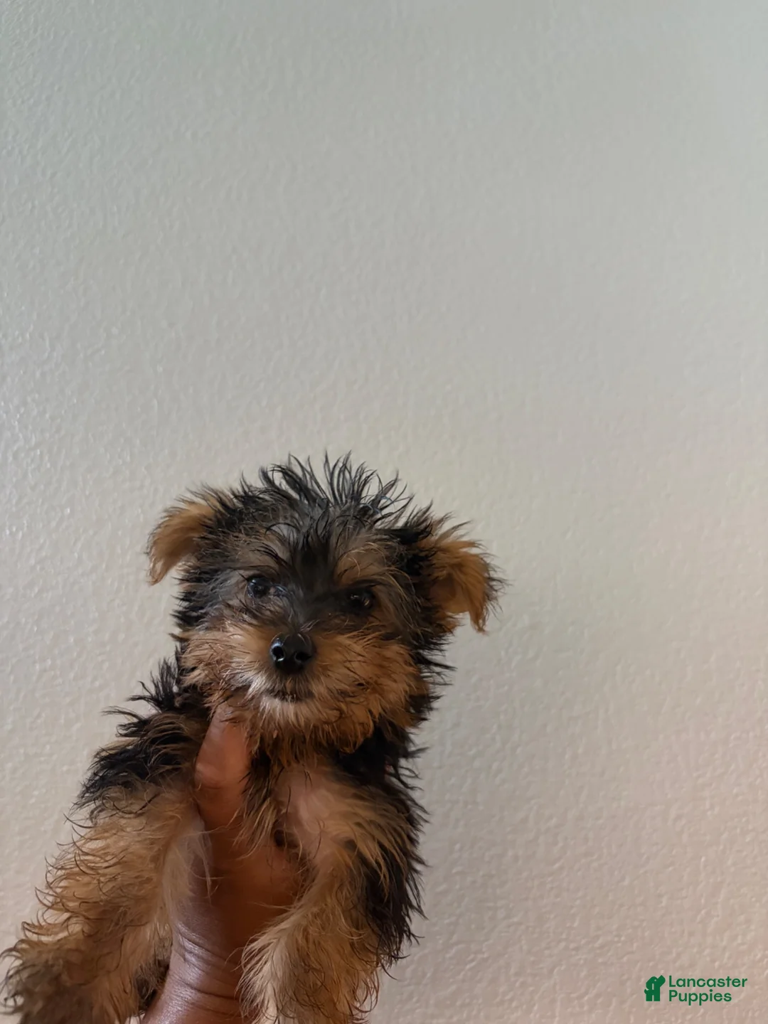 Yorkshire Terrier dogs for sale: Kelo Jr - Ad 1