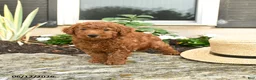 Mini Goldendoodle dogs for sale: Lucky - Ad 3