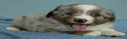 Miniature Australian Shepherd dogs for sale: Forrest 🌲 - Ad 3