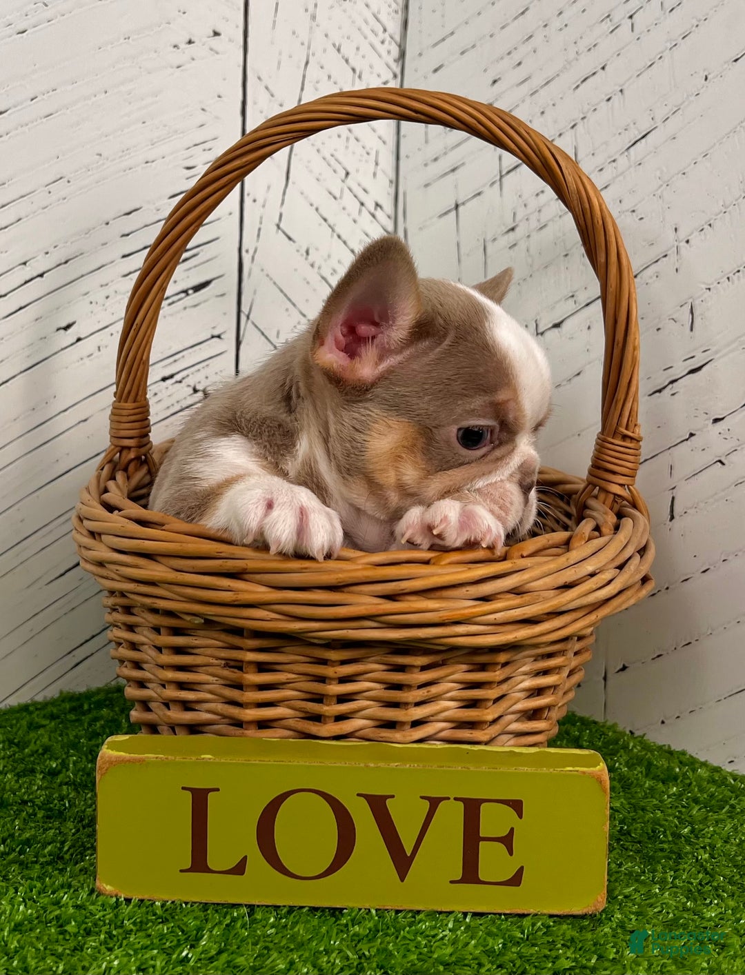 French Bulldog dogs for sale: Carlos - Ad 3