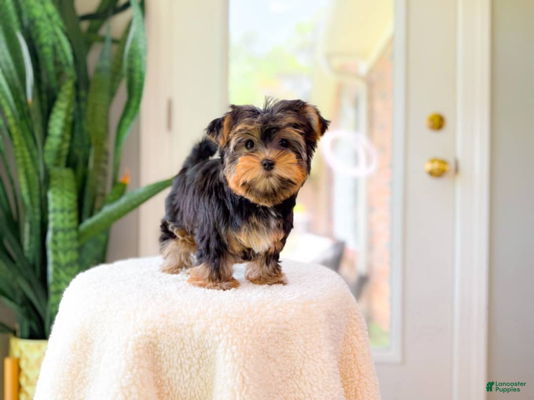 Yorkshire Terrier dogs Ricky - Ad 2