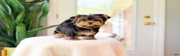 Yorkshire Terrier dogs for sale: Ricky - Ad 1