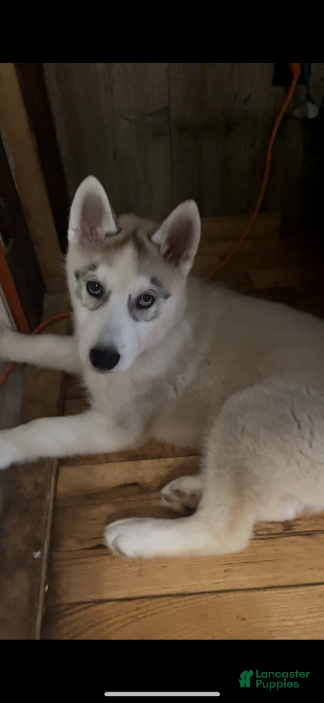 Siberian Husky dogs for sale: Siberian Husky  - Ad 3