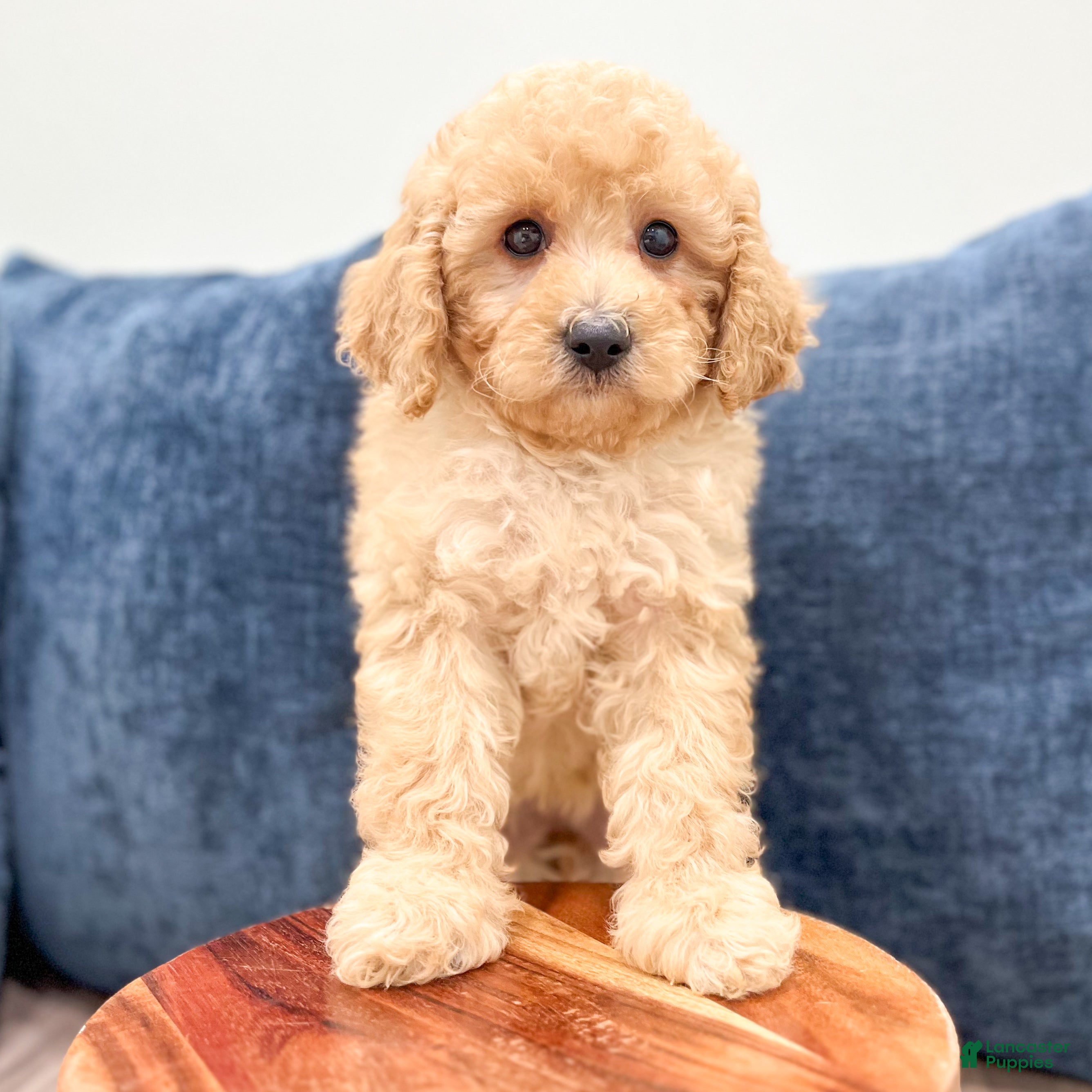Miniature Poodle dogs for sale: Lily - Ad 2