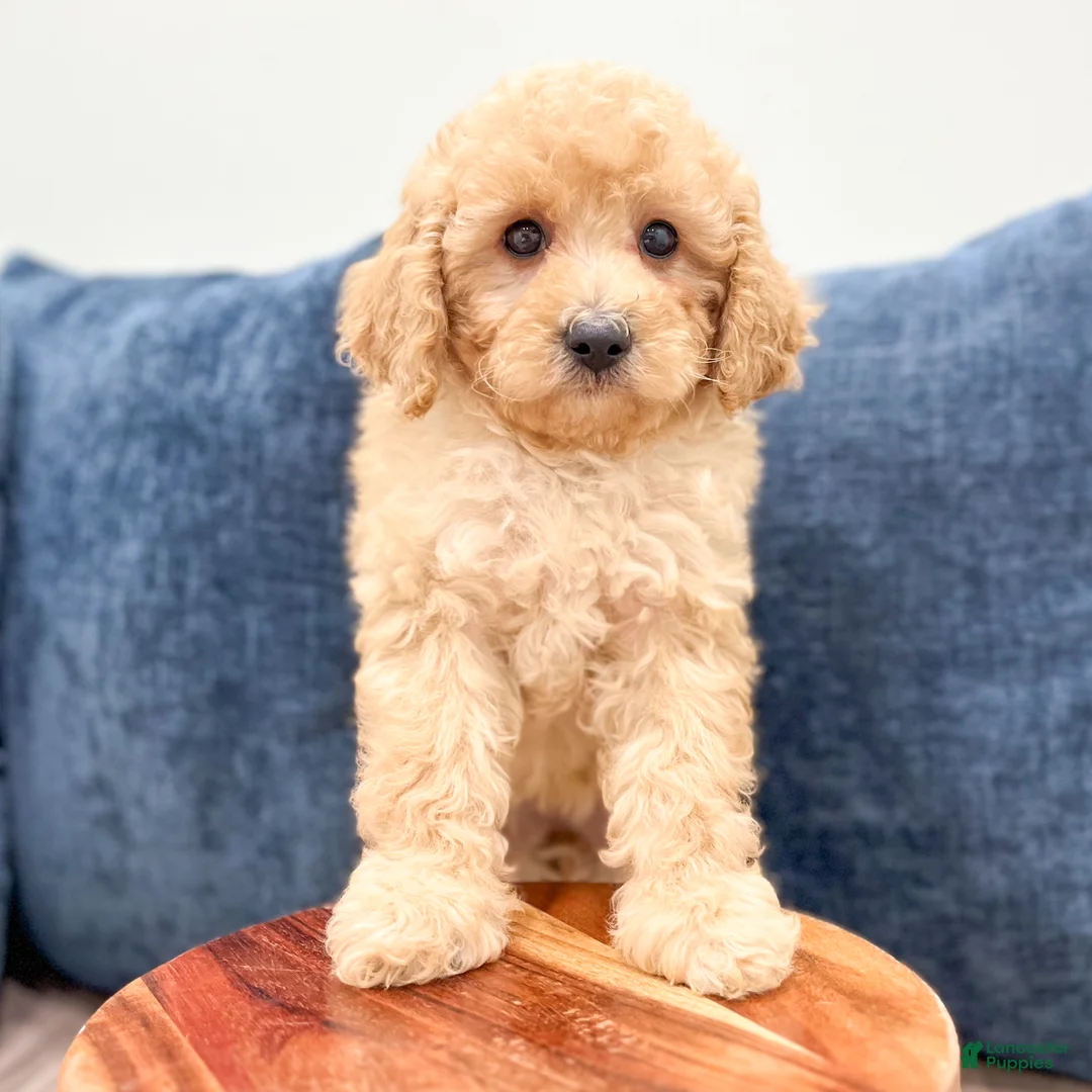 Miniature Poodle dogs for sale: Lily - Ad 2