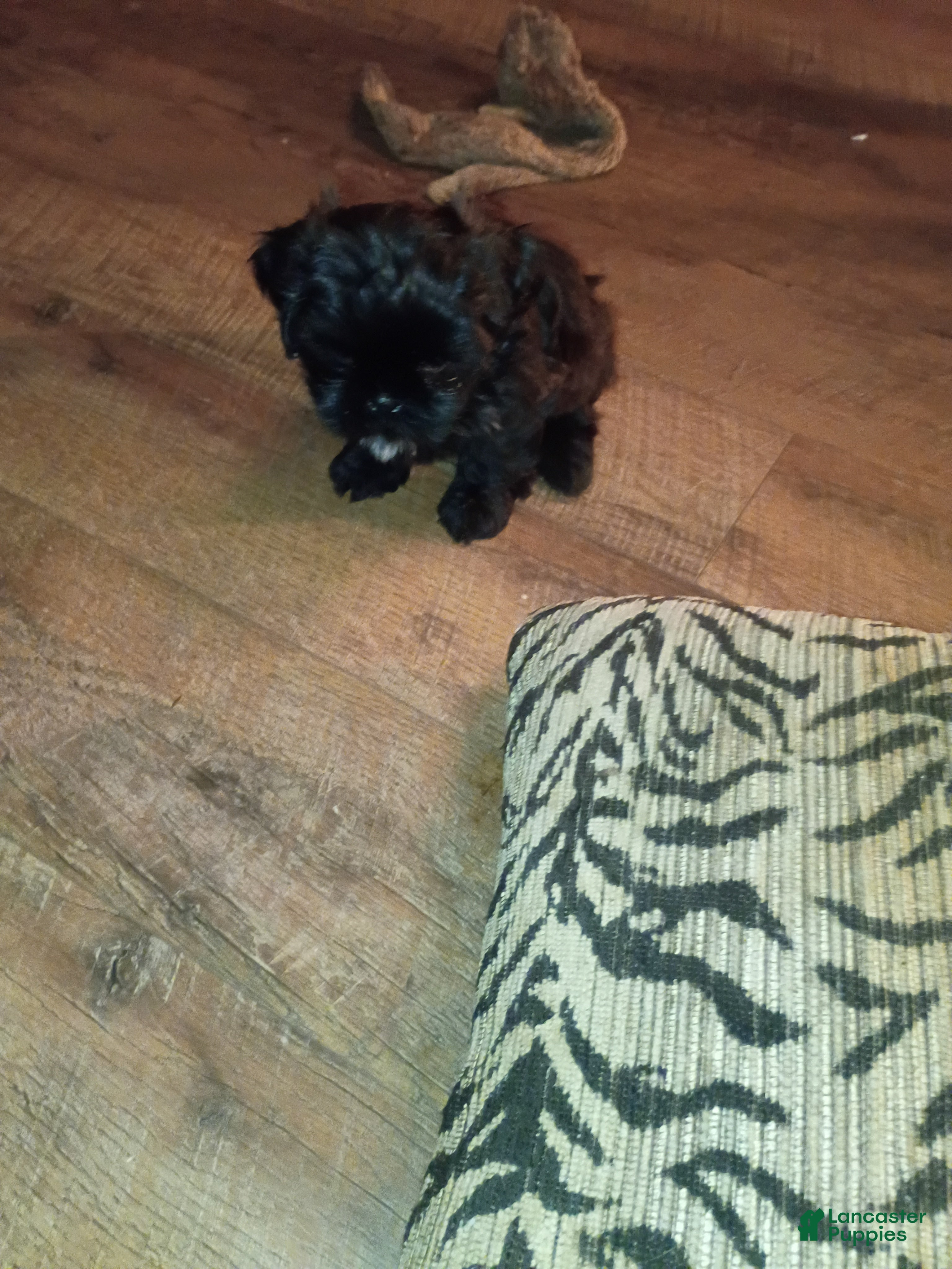 Shih Tzu dogs Shih Tzu 2 - Ad 2