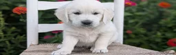 Golden Retriever dogs for sale: Bandit - Ad 3