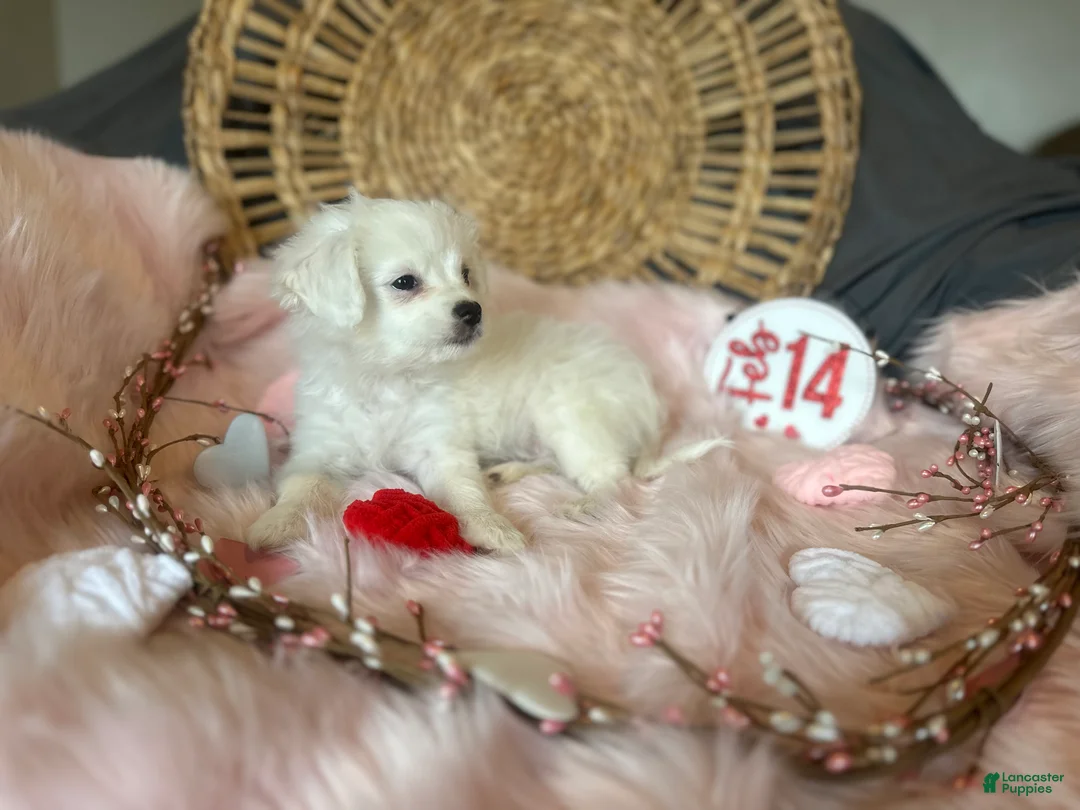 Mixed Breed dogs for sale: Snow White - Ad 6