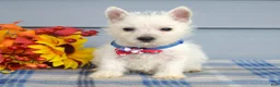 West Highland Terrier dogs for sale: Max - Ad 10