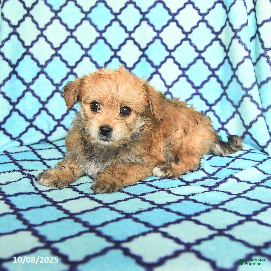 Mixed Breed dogs for sale: Caramel - Ad 7