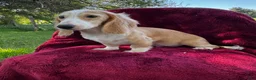 Miniature Dachshund dogs for sale: Lilly  - Ad 2