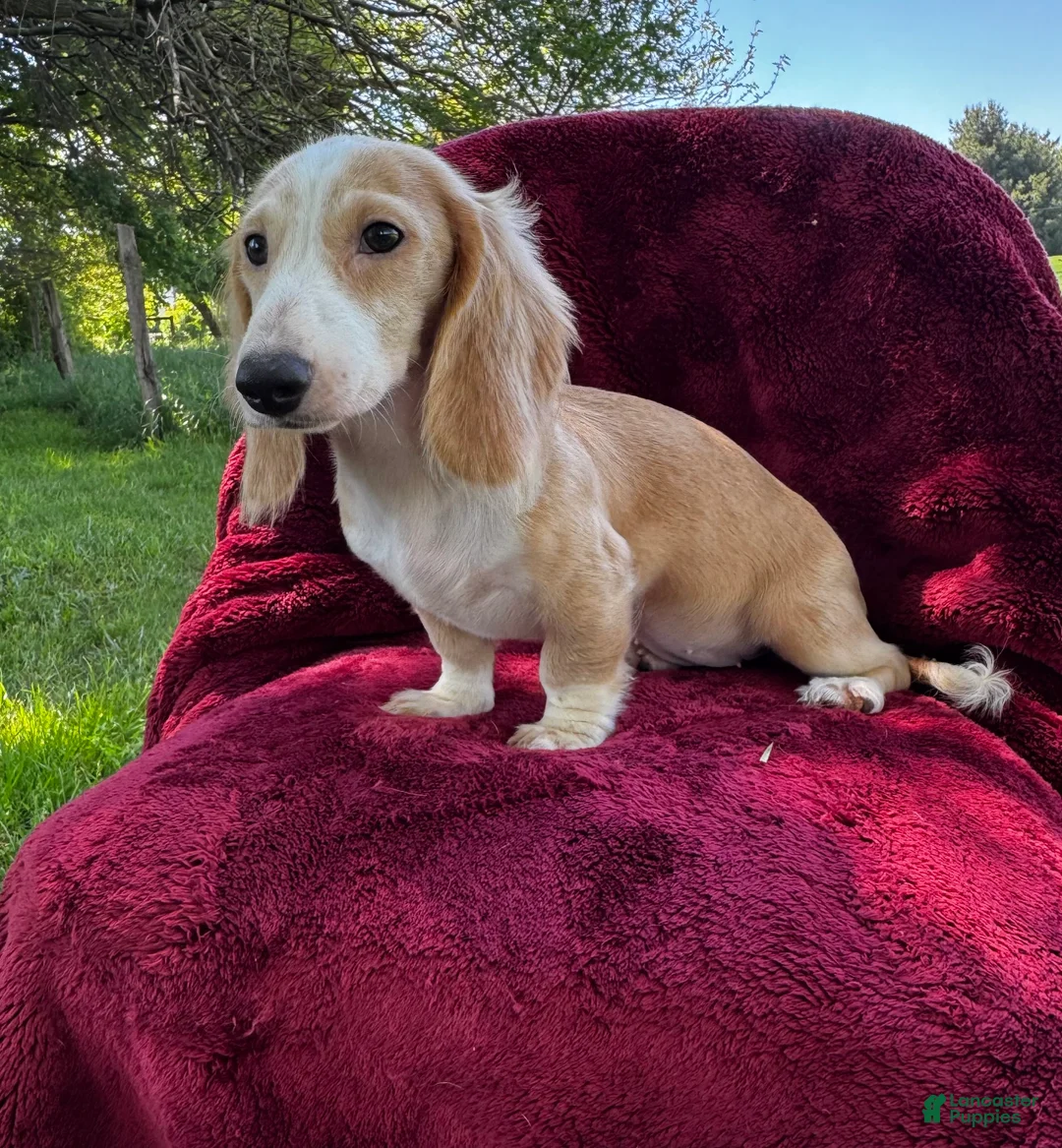 Miniature Dachshund dogs for sale: Lilly  - Ad 2
