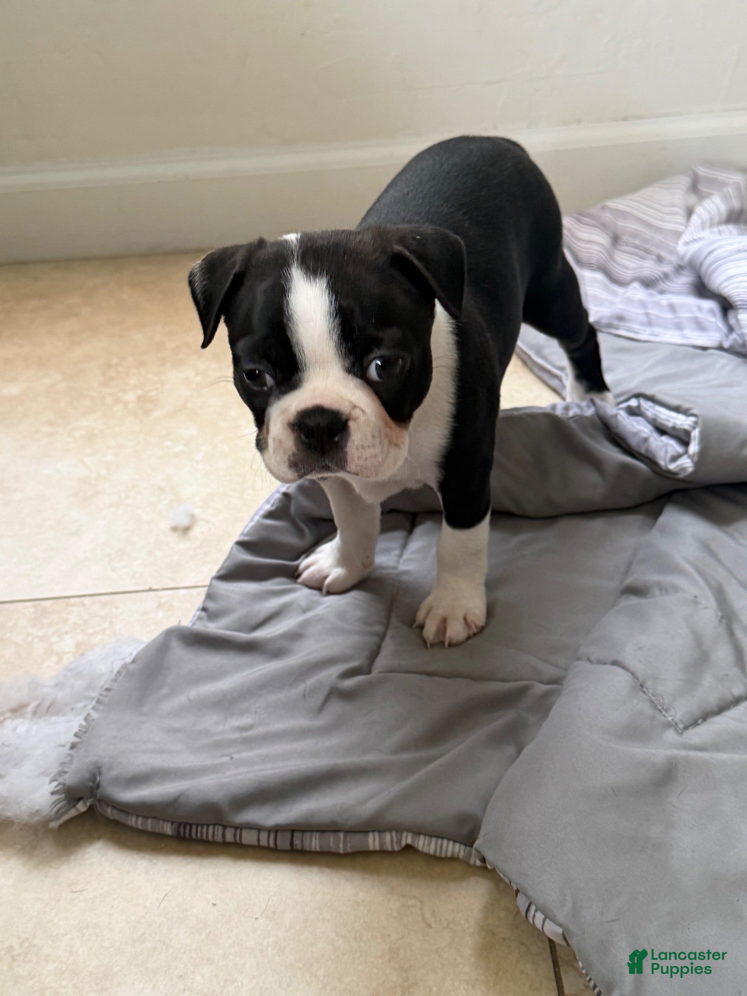 Boston Terrier dogs Boston Terrier 2 - Ad 35