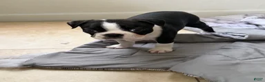 Boston Terrier 2