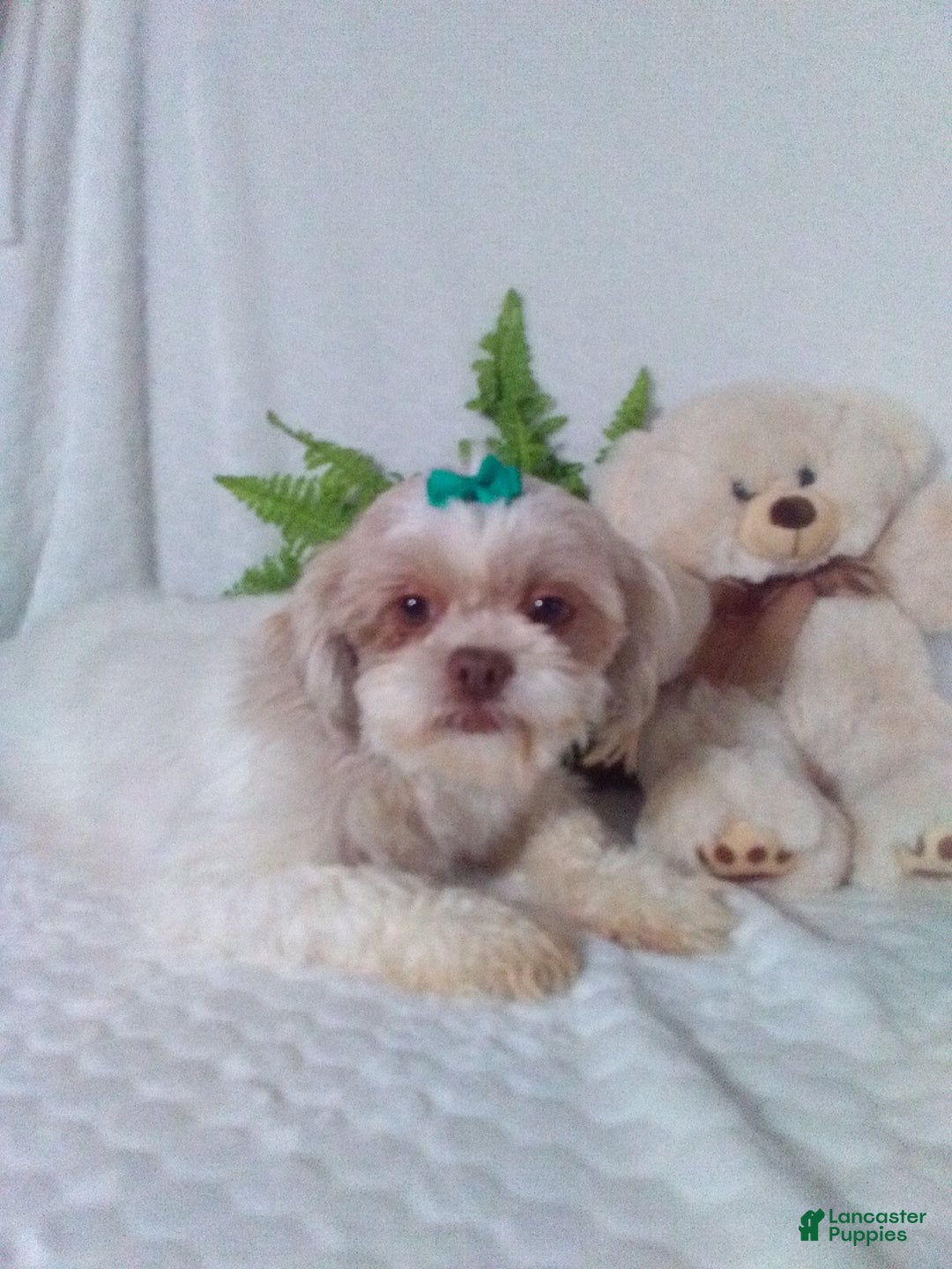 Shih Tzu dogs for sale: Cody - Ad 6