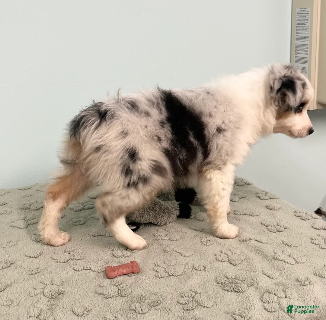 Australian Shepherd dogs for sale: Jackie - Ad 5