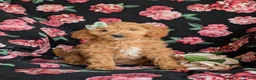 Mini Goldendoodle dogs for sale: Belinda Hypoallergenic - Ad 3