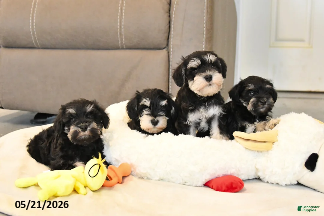 Miniature Schnauzer dogs for sale: Izzy - Ad 5