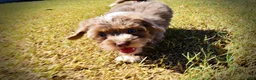Havapoo dogs for sale: Oscar - Ad 10