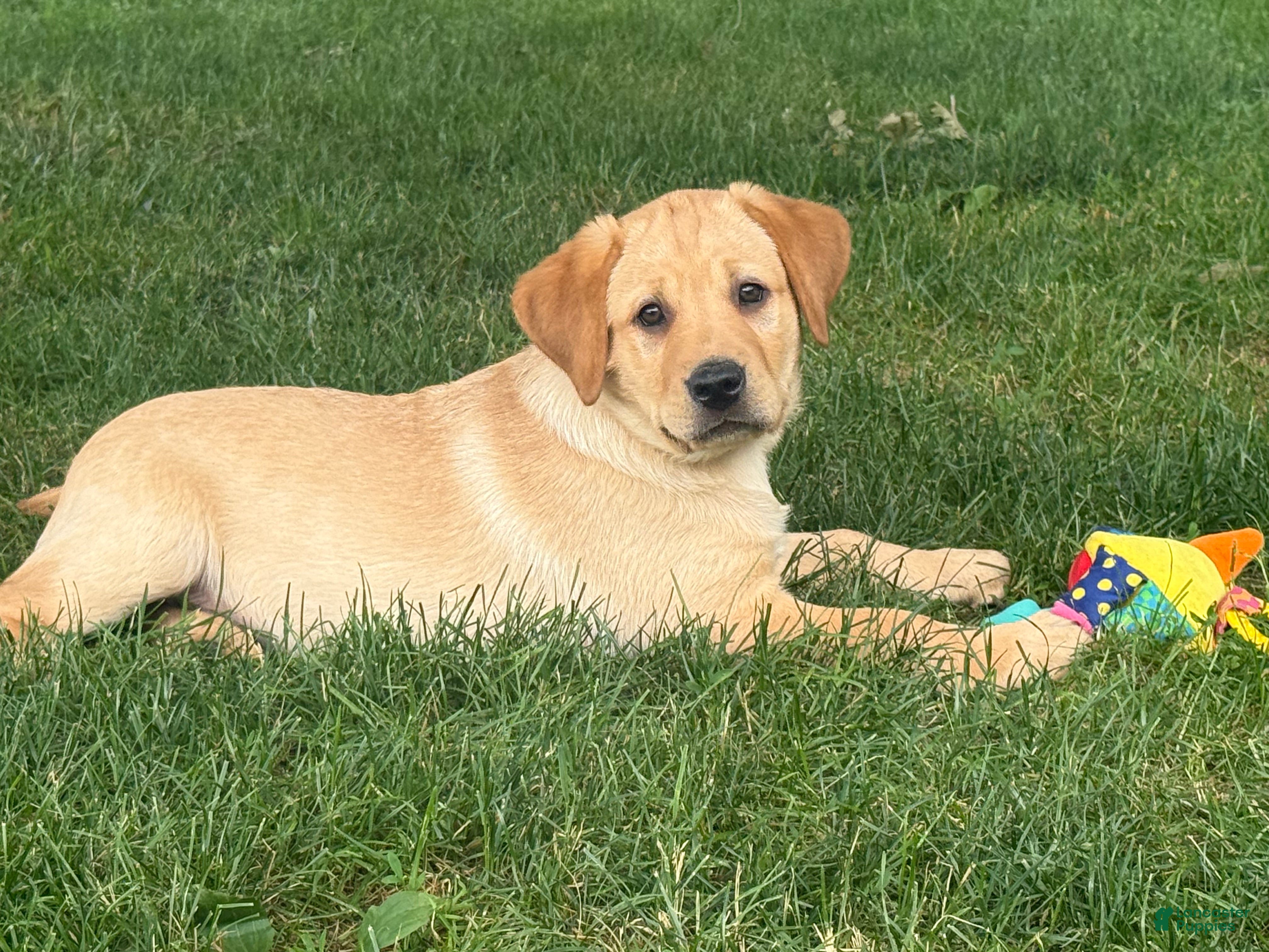 Labrador Retriever dogs Danny  - Ad 2
