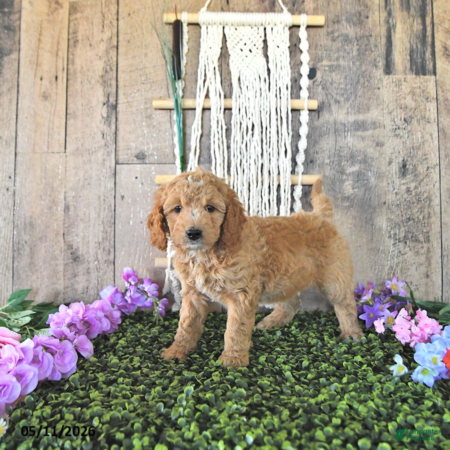 Mini Goldendoodle dogs Starlight - Ad 2