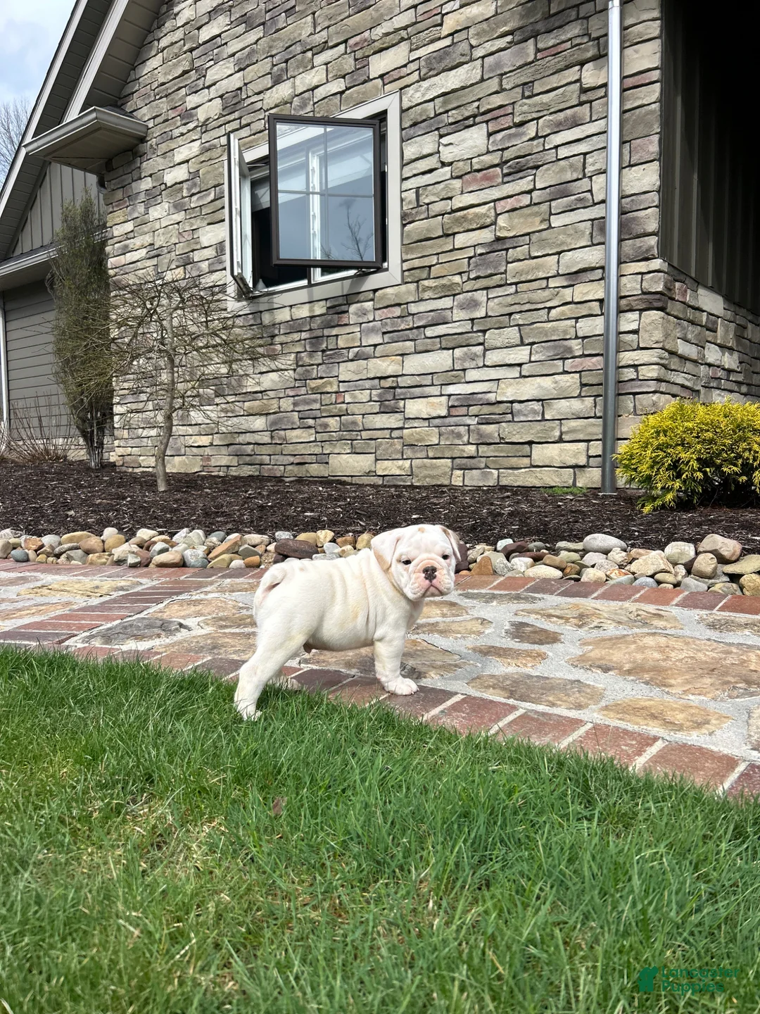 English Bulldog dogs for sale: Winston - Ad 2