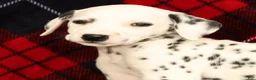 Dalmatian dogs for sale: Daisy - Ad 9