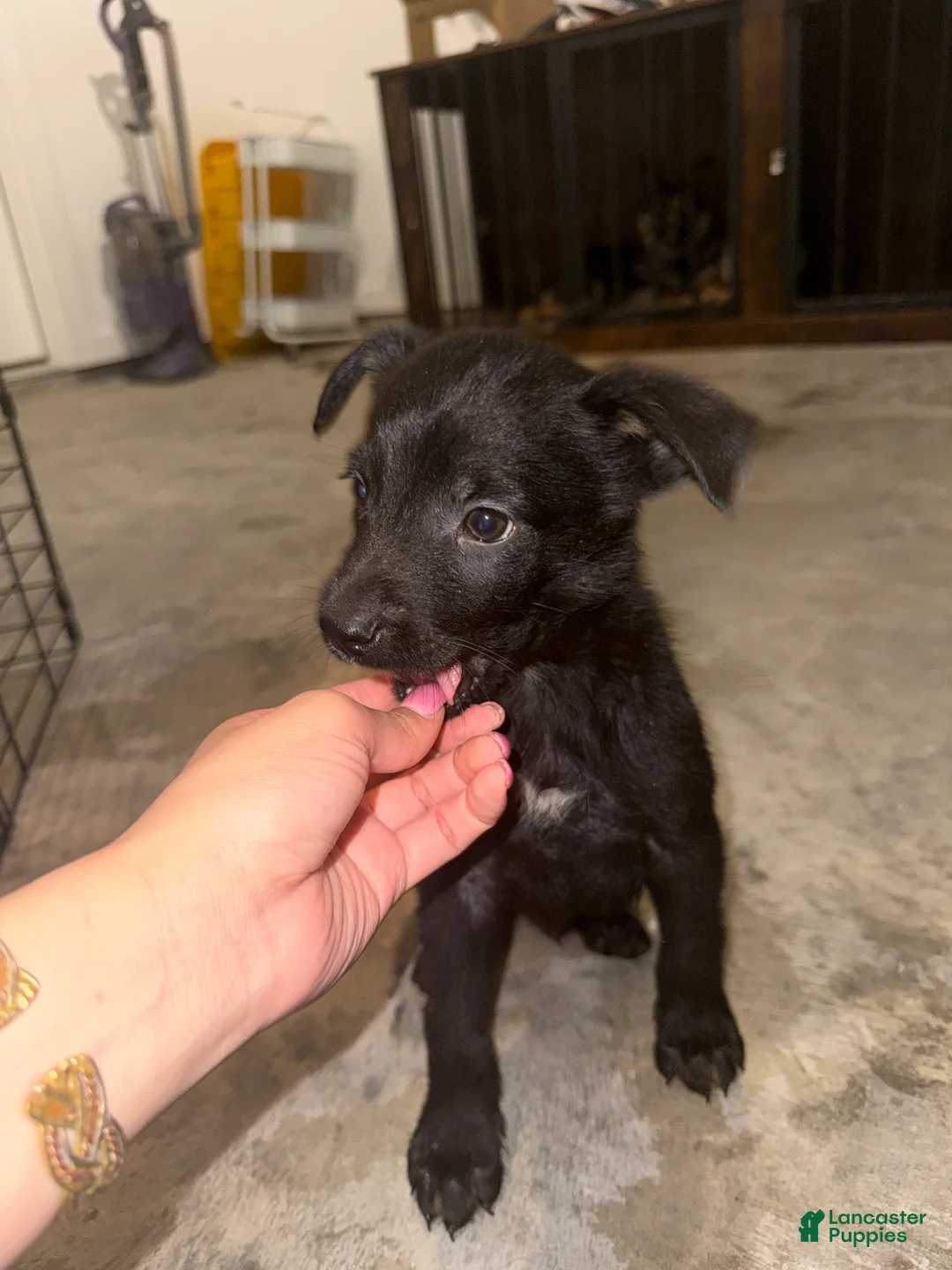 German Shepherd dogs for sale: German Shepherd Puppy 1 - Ad 1