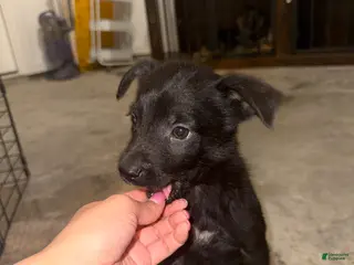 German Shepherd dogs German Shepherd Puppy 1 - Ad 8