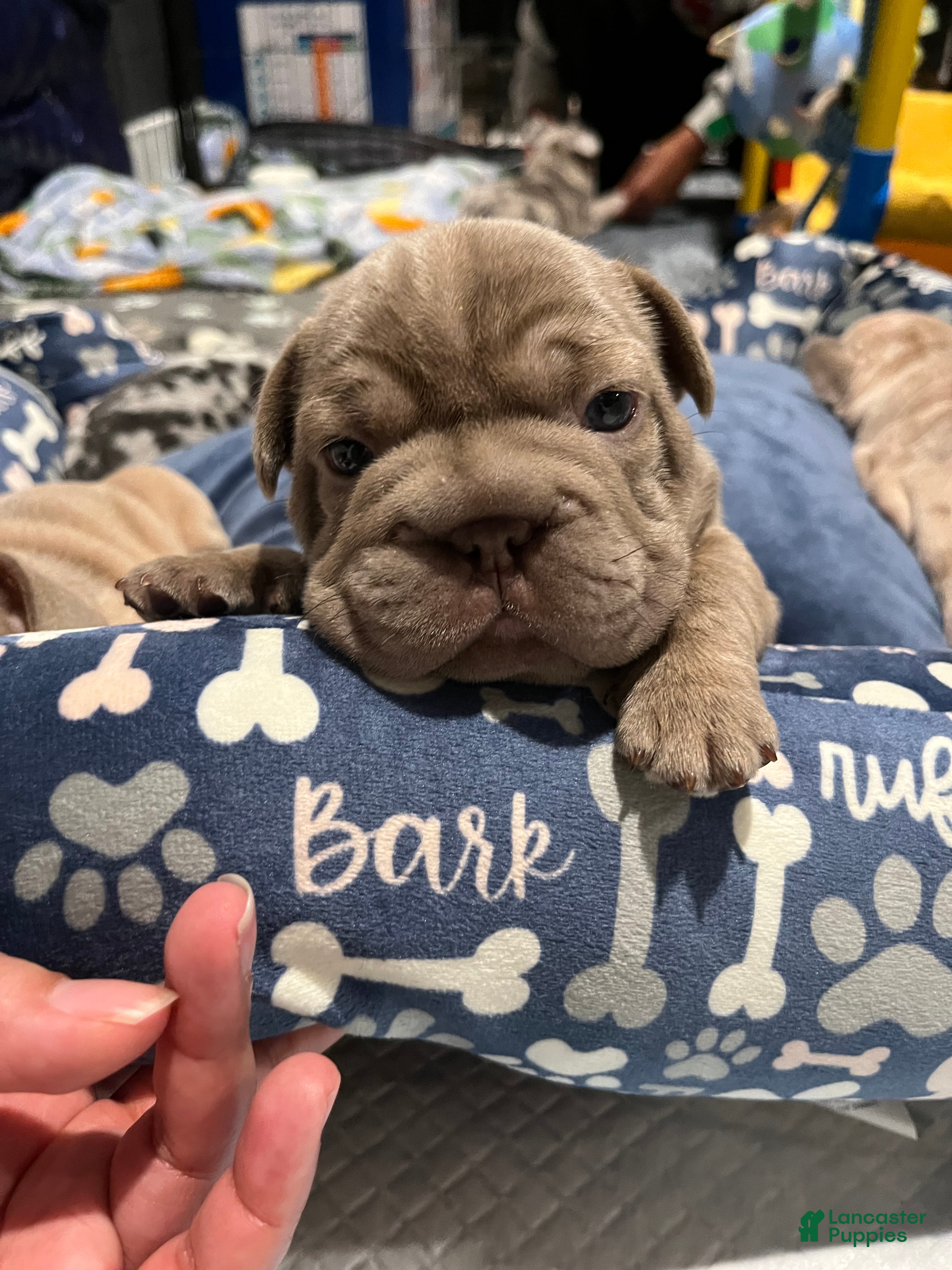 French Bulldog dogs French Bulldog Puppy 1 - Ad 2