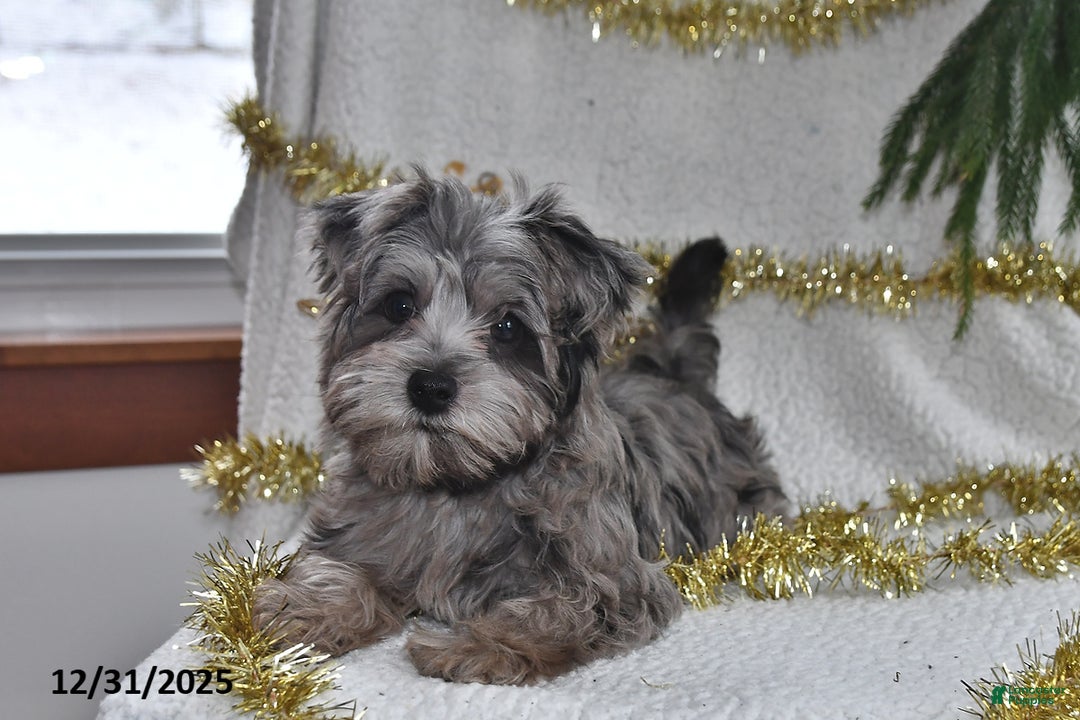 Yorkiepoo dogs for sale: Zack - Ad 5