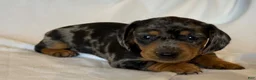Miniature Dachshund dogs for sale: Duke - Ad 3