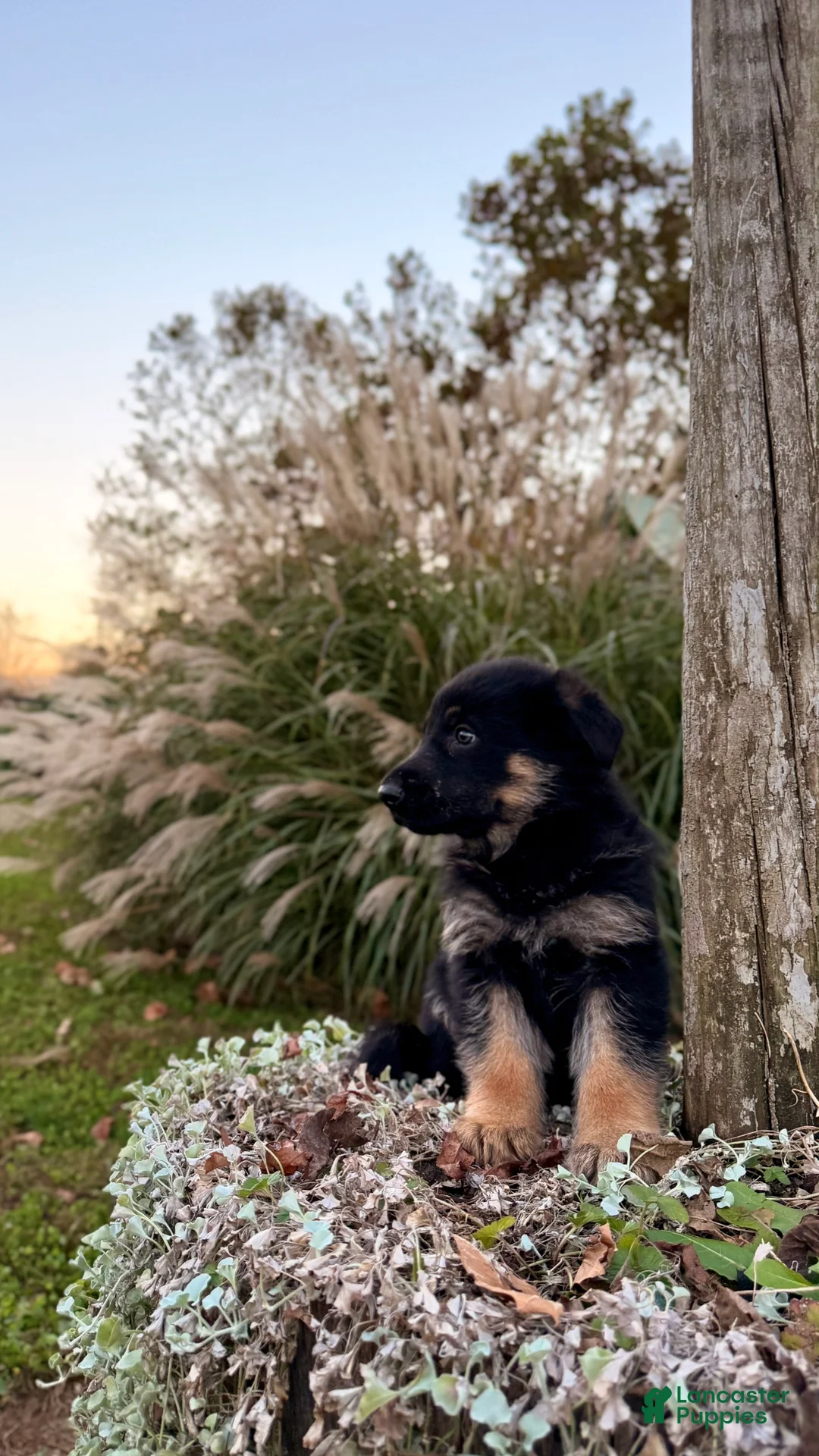 German Shepherd dogs for sale: Oakley - Ad 3
